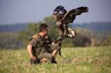 Setkání se sokolníkem a dravci