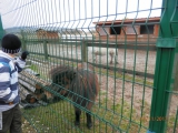 Obrázek v galerii